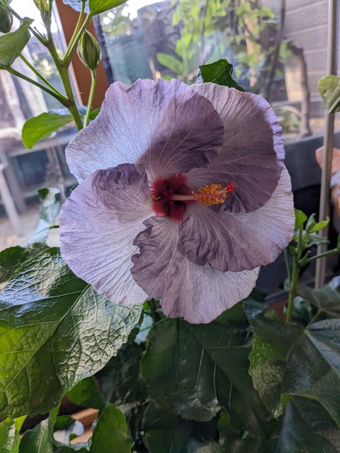 PXL_20241223_003503607