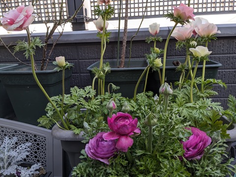 PXL_20240218_064836975