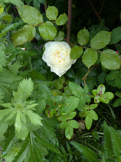PXL_20260501_043809500