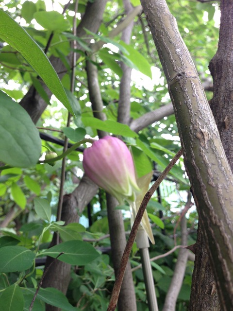 036