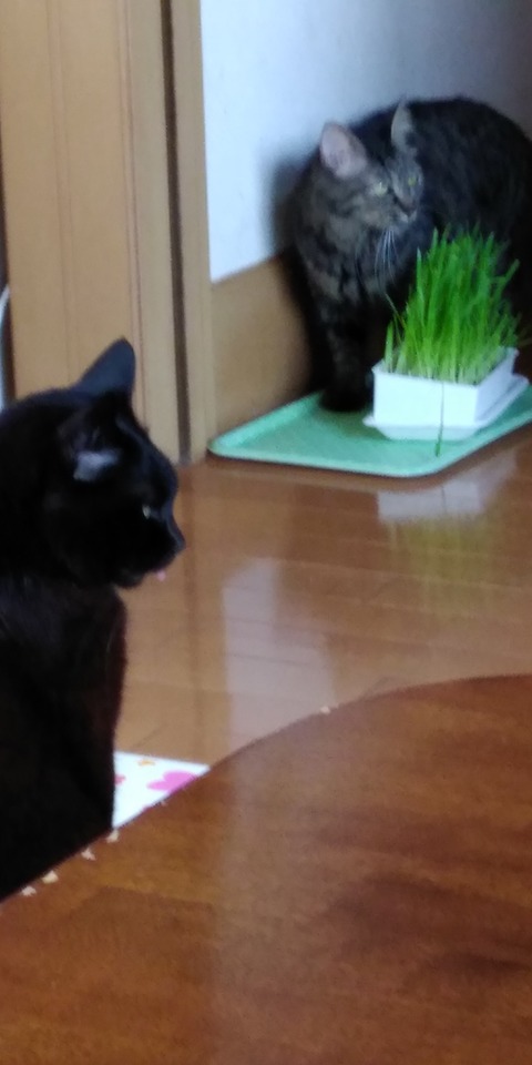 IMG_20200603_082901