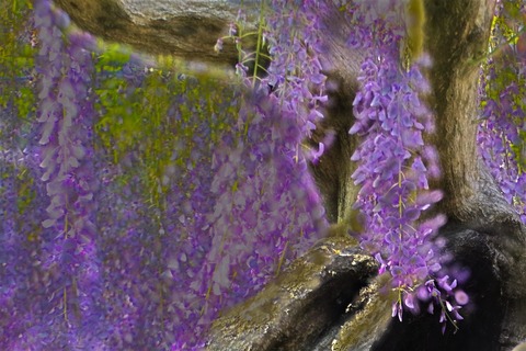 2016-4-30千里川 202 (2)