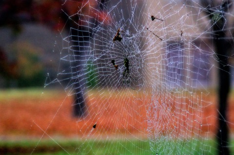 2014-10-26朝霧の日 142 (3)