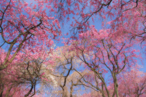 2010-4-11京都・桜 168 (3)