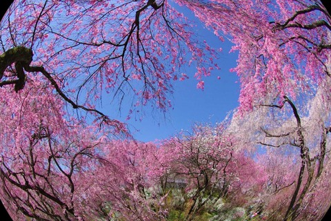 2013-4-5~桜の京都 126_2019-04-11_05.00.12 (3)