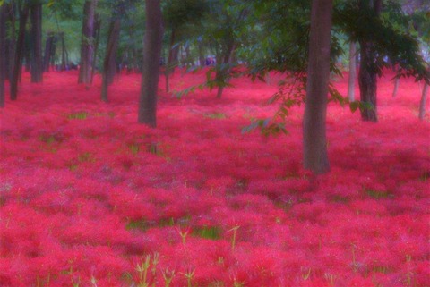 2008-9-28巾着田 049 (2)