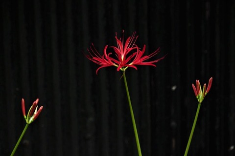 2019-9-29彼岸花
