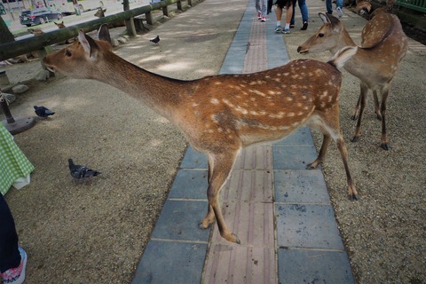 2016-9-22琵琶湖一周 068 (2)