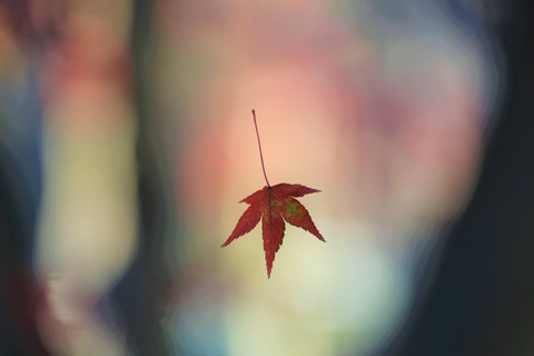 2013-11-4運動公園 114 (2)