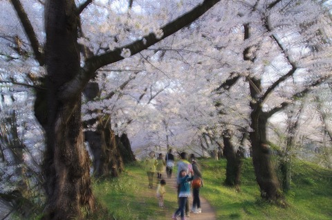 2013-4-25霞城公園桜 053 (2)