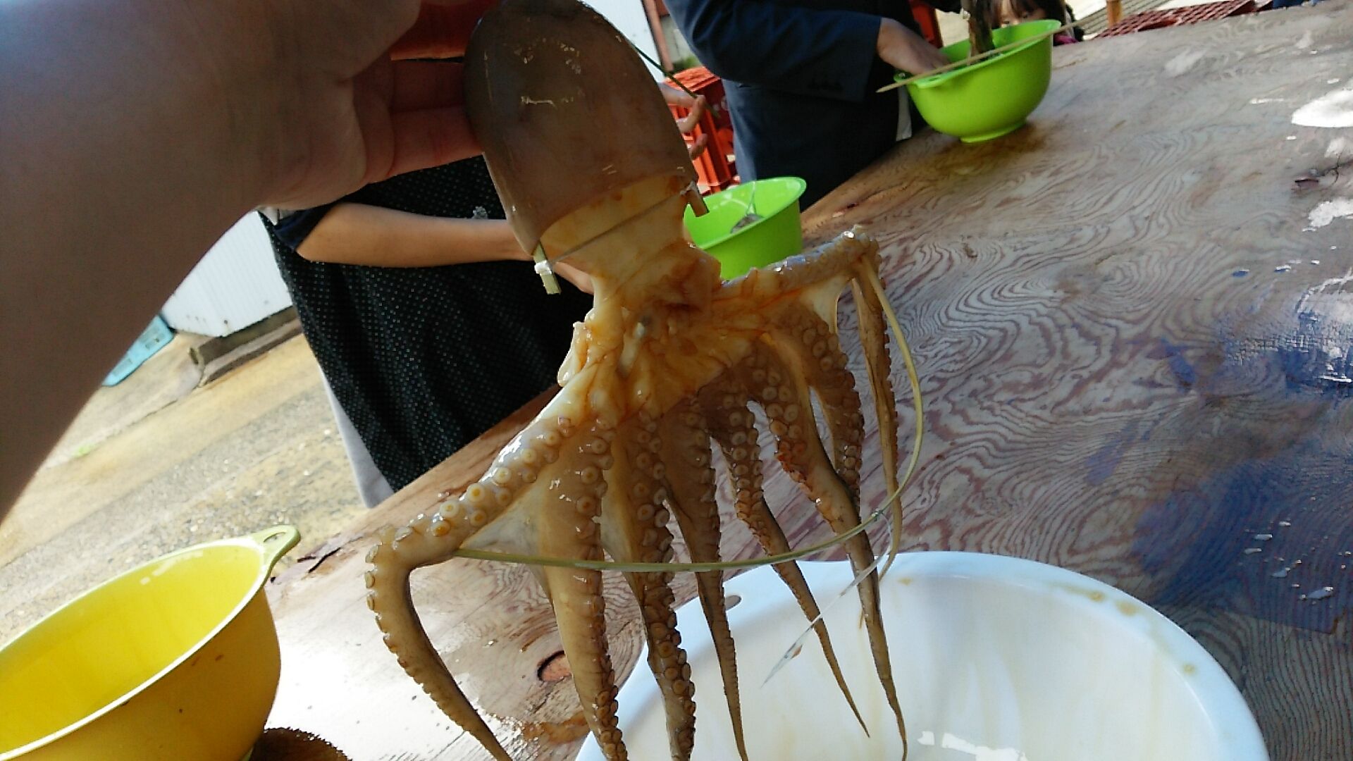 タコ干し体験 日間賀島 うるうる Mio様の名古屋食べ歩き日記 タコ干し体験 日間賀島 うるうる Mio様の名古屋食べ歩き日記