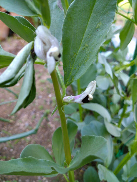 庭 野菜も少しずつ育って 麗しの暮らし