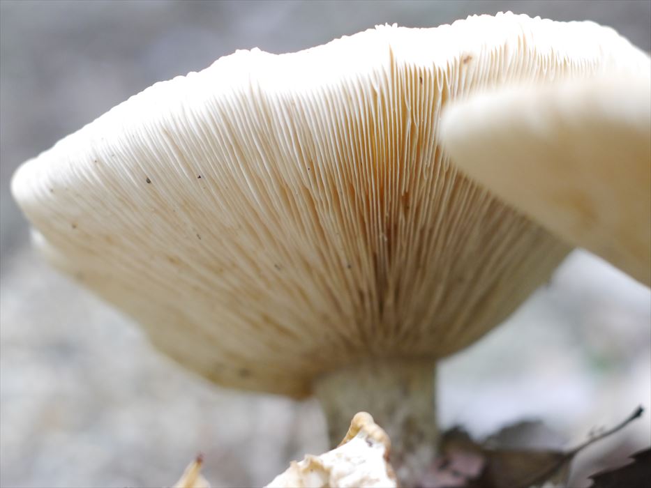 秋の瓜生山 瓜生山歩人