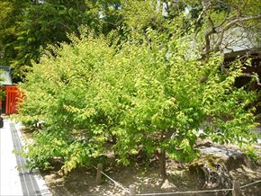 P1140665_R_R