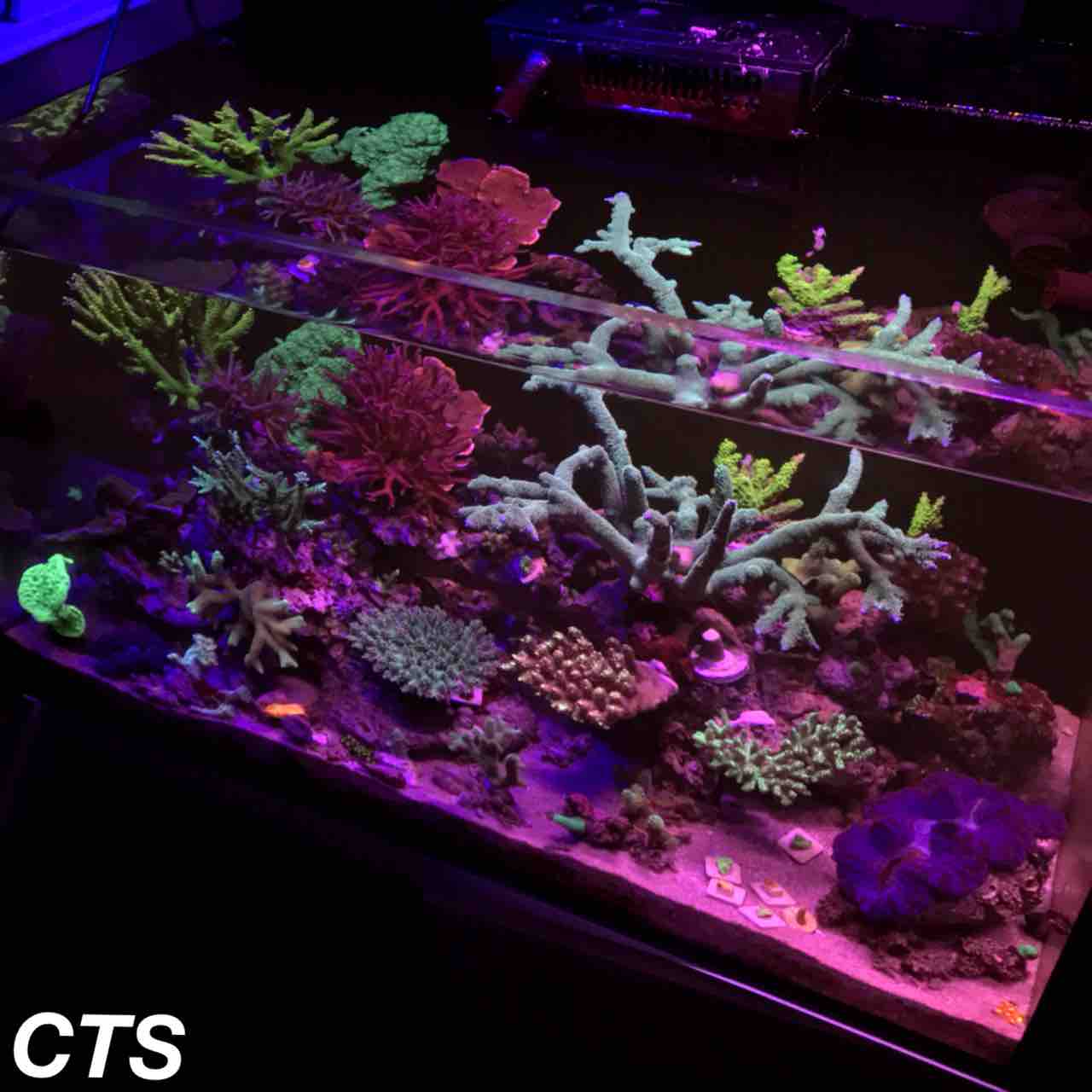 浅場のサンゴ礁を身近に感じれる趣味 アクアリウムショップ Create The Sea