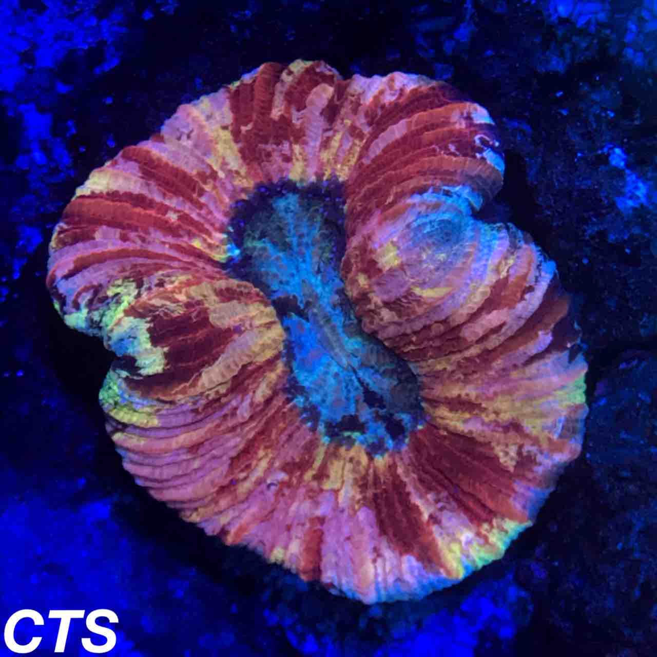 オオバナサンゴの綺麗な個体 アクアリウムショップ Create The Sea