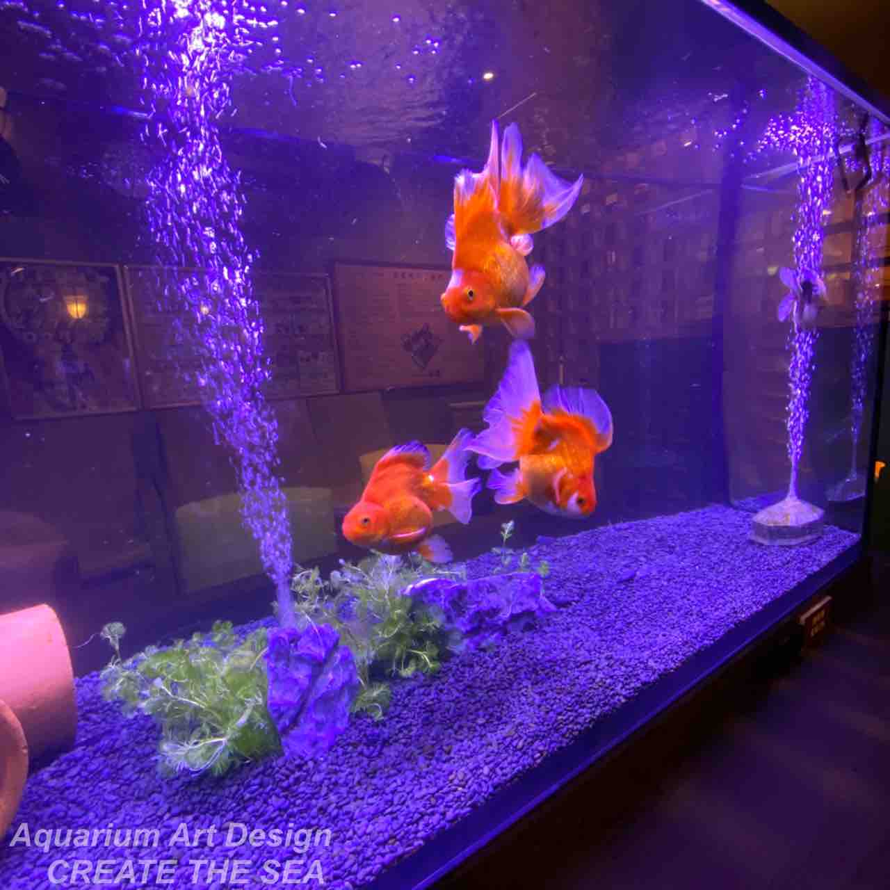 鶴見緑地湯元水春 アクアリウムショップ Create The Sea 鶴見緑地湯元水春 アクアリウムショップ Create The Sea