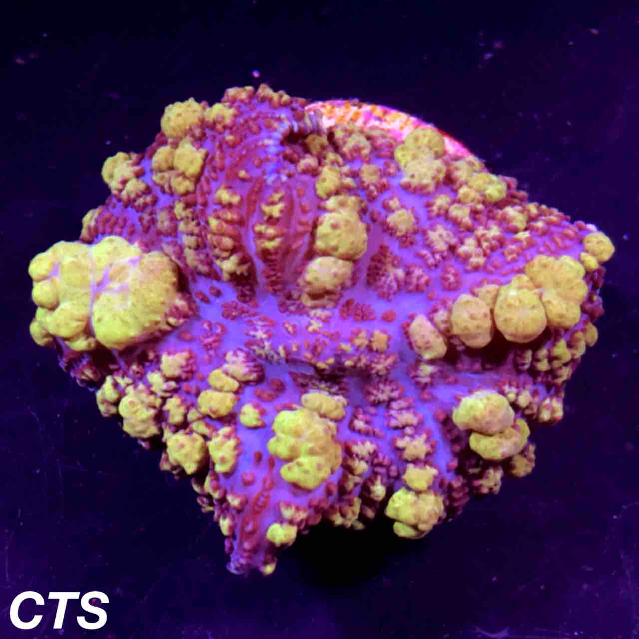 知られざるディスクコーラルの世界。〜海外のアクアリウムに対する価値