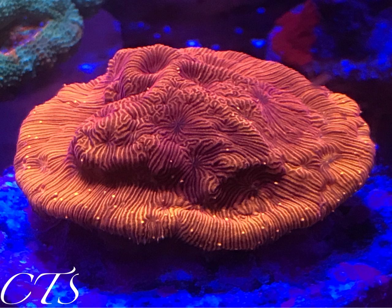 市場 取り寄せ商品 Plus 海水魚 その他アクアテイラーズ アクアテイラーズ Zeofood ５０ｍｌサンゴ