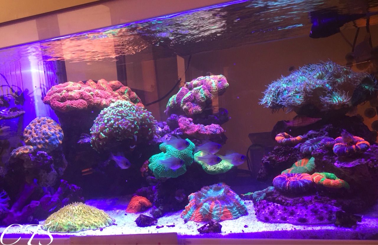 金曜 土曜日は営業時間延長します アクアリウムショップ Create The Sea 金曜 土曜日は営業時間延長します アクアリウムショップ Create The Sea