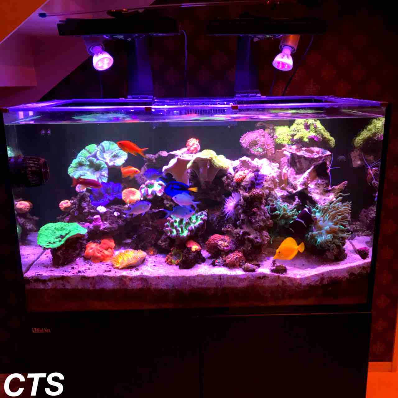 Dream Tank Part 2 魚とサンゴの共存水槽 アクアリウムショップ Create The Sea