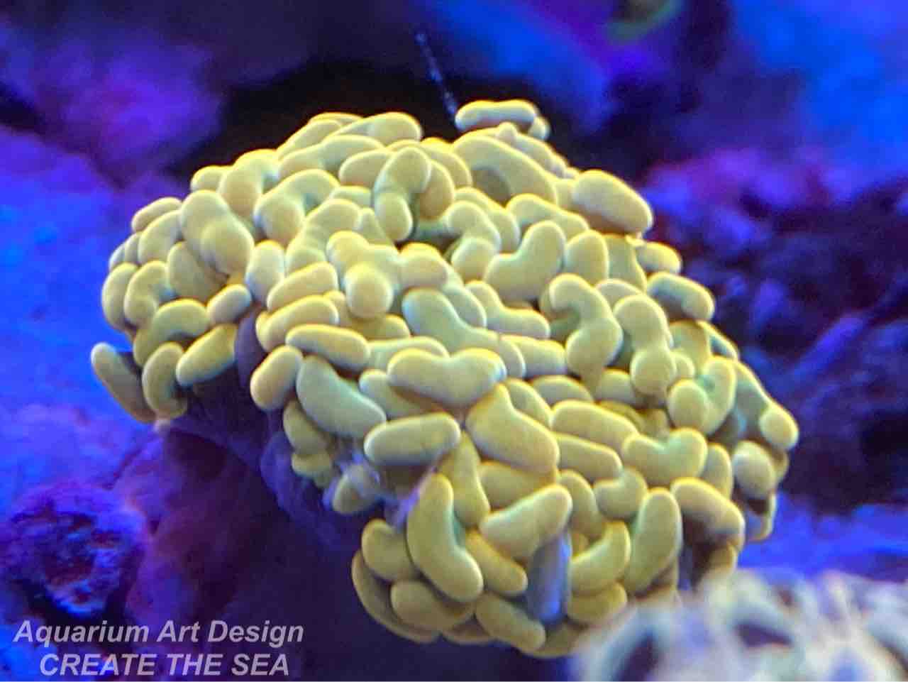ナガレハナサンゴ アクアリウムショップ Create The Sea