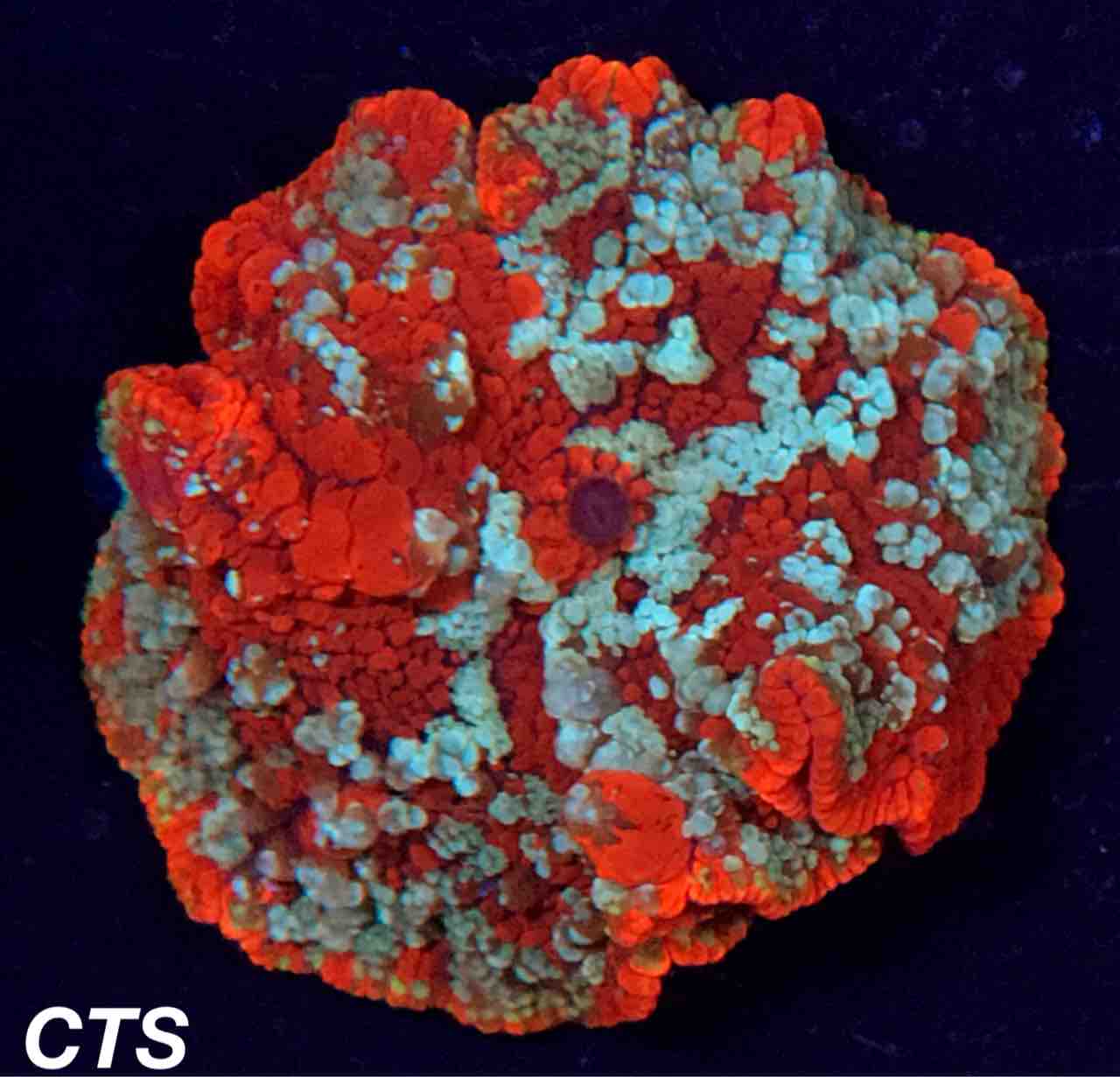 知られざるディスクコーラルの世界。〜海外のアクアリウムに対する価値