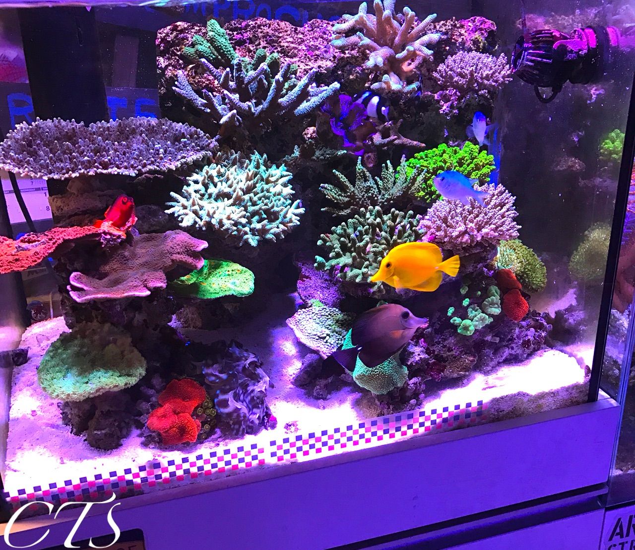 高性能led照明格安販売しています アクアリウムショップ Create The Sea 高性能led照明格安販売しています アクアリウムショップ Create The Sea
