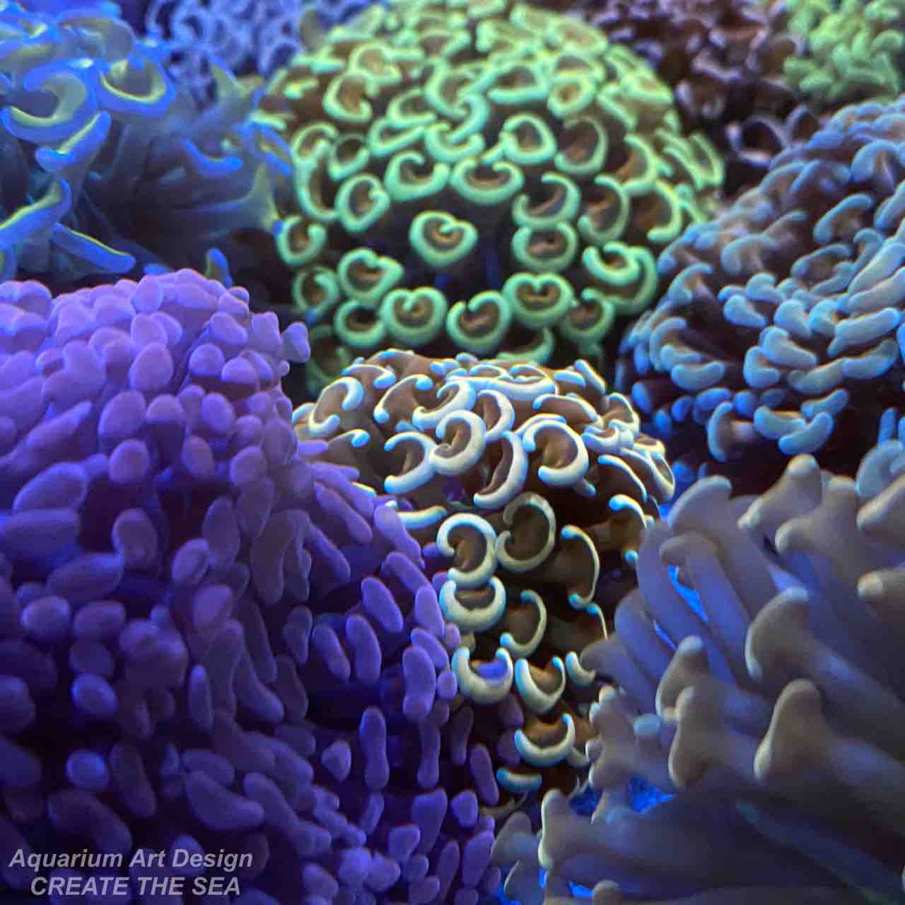 ナガレハナサンゴ アクアリウムショップ Create The Sea