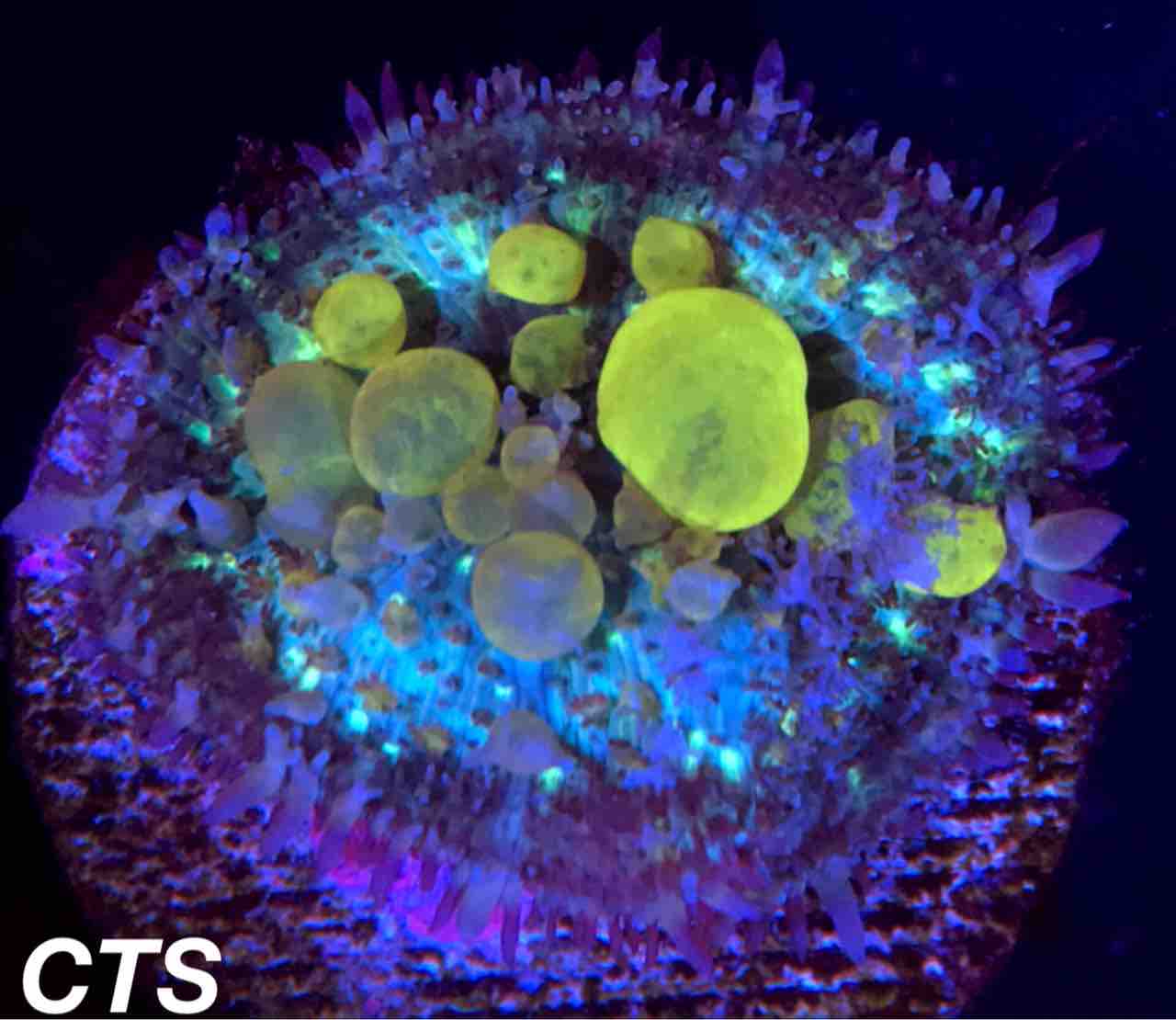 知られざるディスクコーラルの世界。〜海外のアクアリウムに対する価値