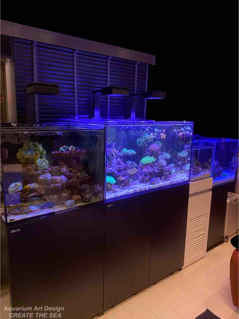 画像 お客様の水槽をご紹介 アクアリウムショップ Create The Sea 画像 お客様の水槽をご紹介 アクアリウムショップ Create The Sea