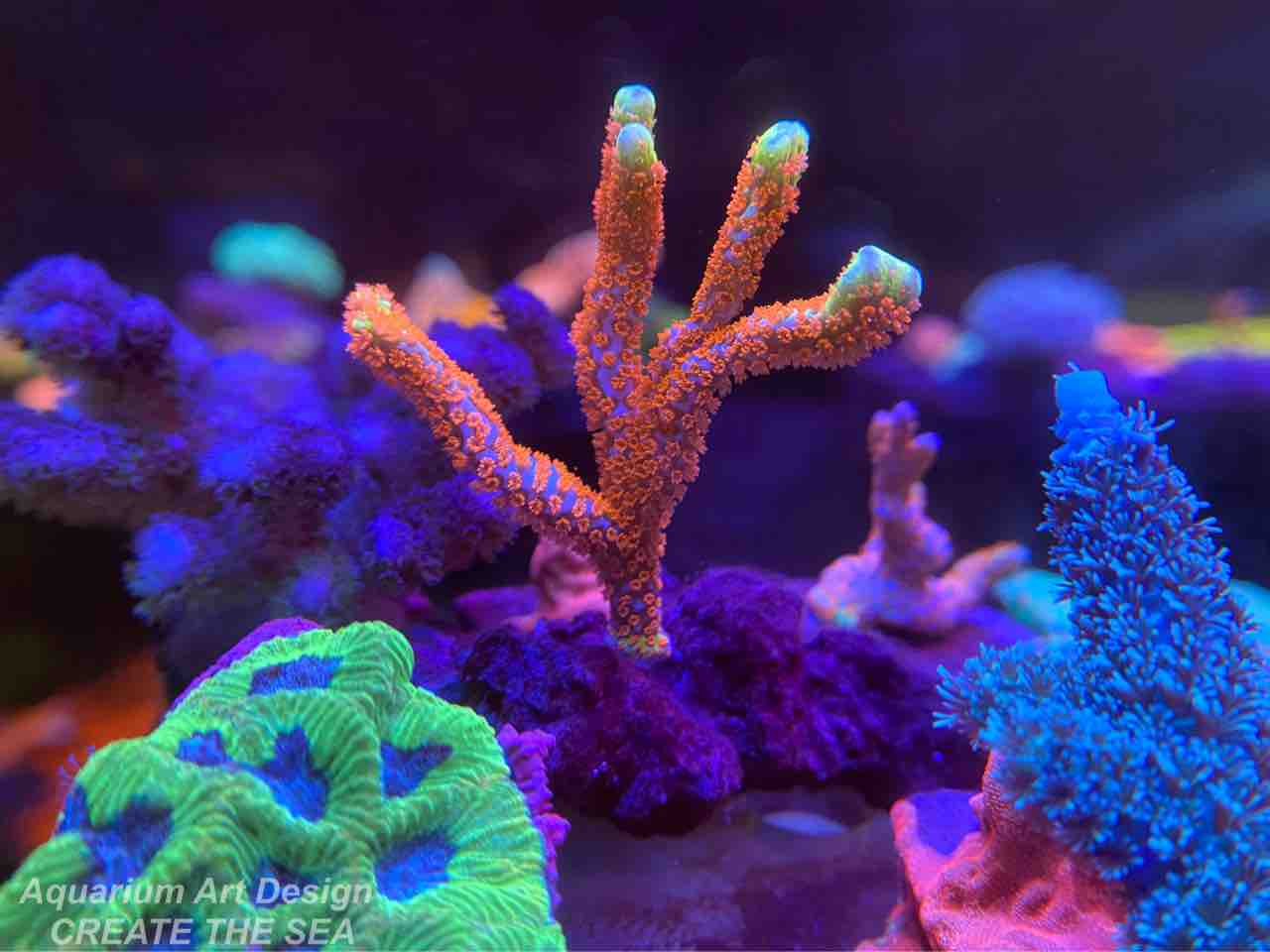 エダコモンサンゴ : アクアリウムショップ CREATE THE SEA