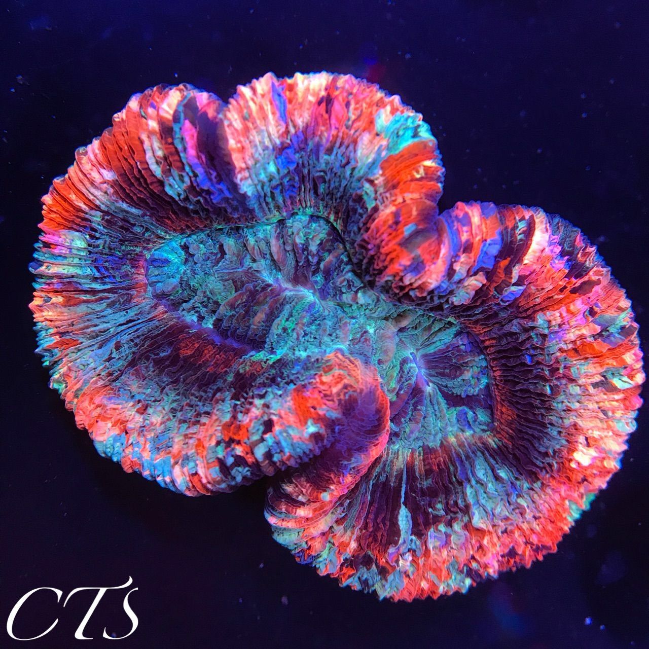 またまた新入荷情報です。スコリミア… : アクアリウムショップ CREATE