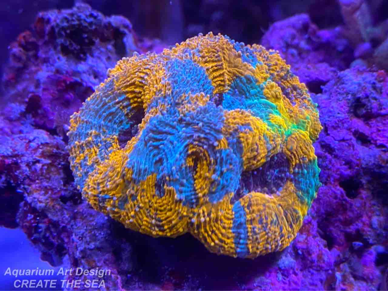 サンゴ通販 アクアリウムショップ Create The Sea