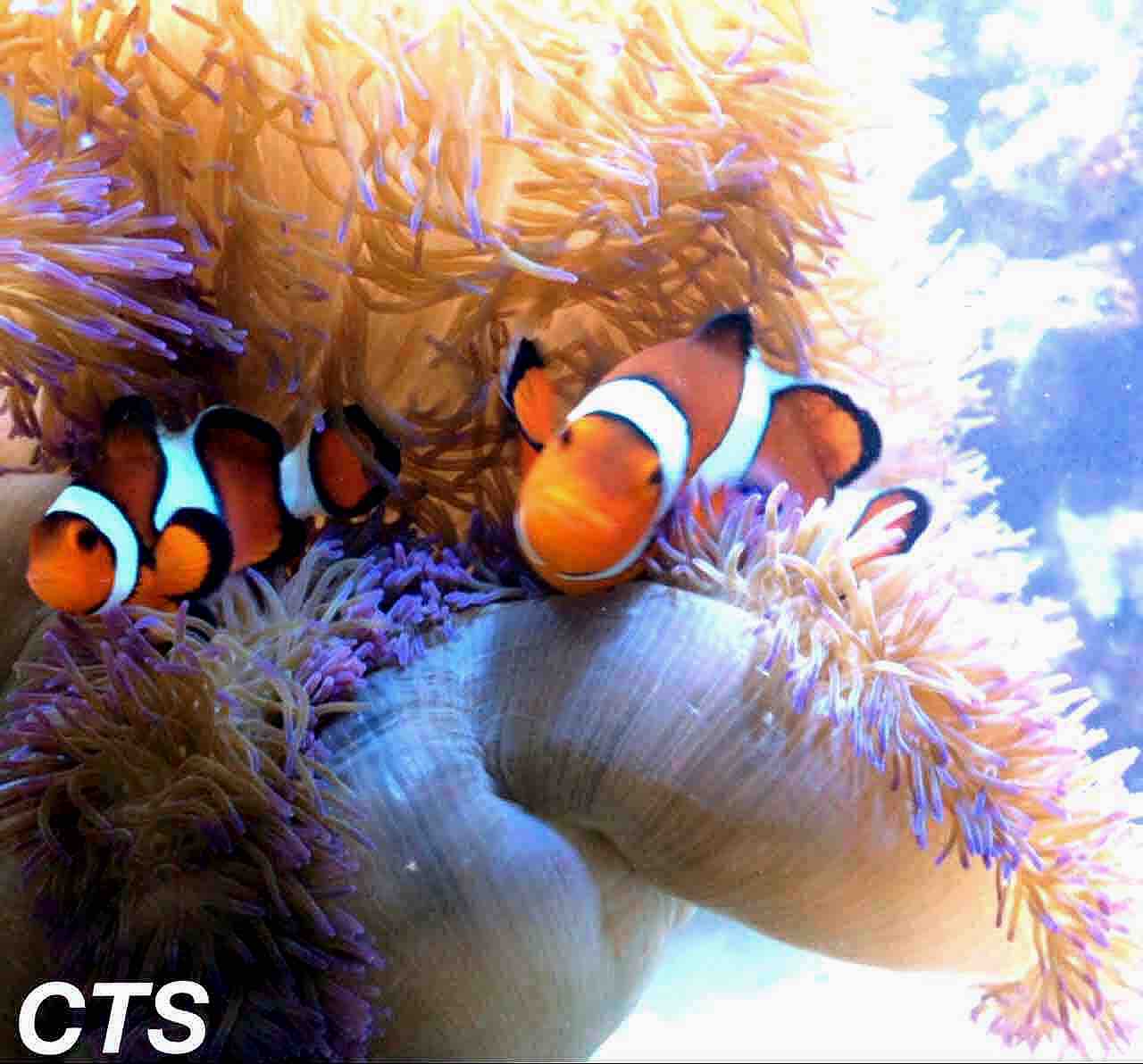 カクレクマノミとハタゴイソギンチャクの共生 : アクアリウムショップ 