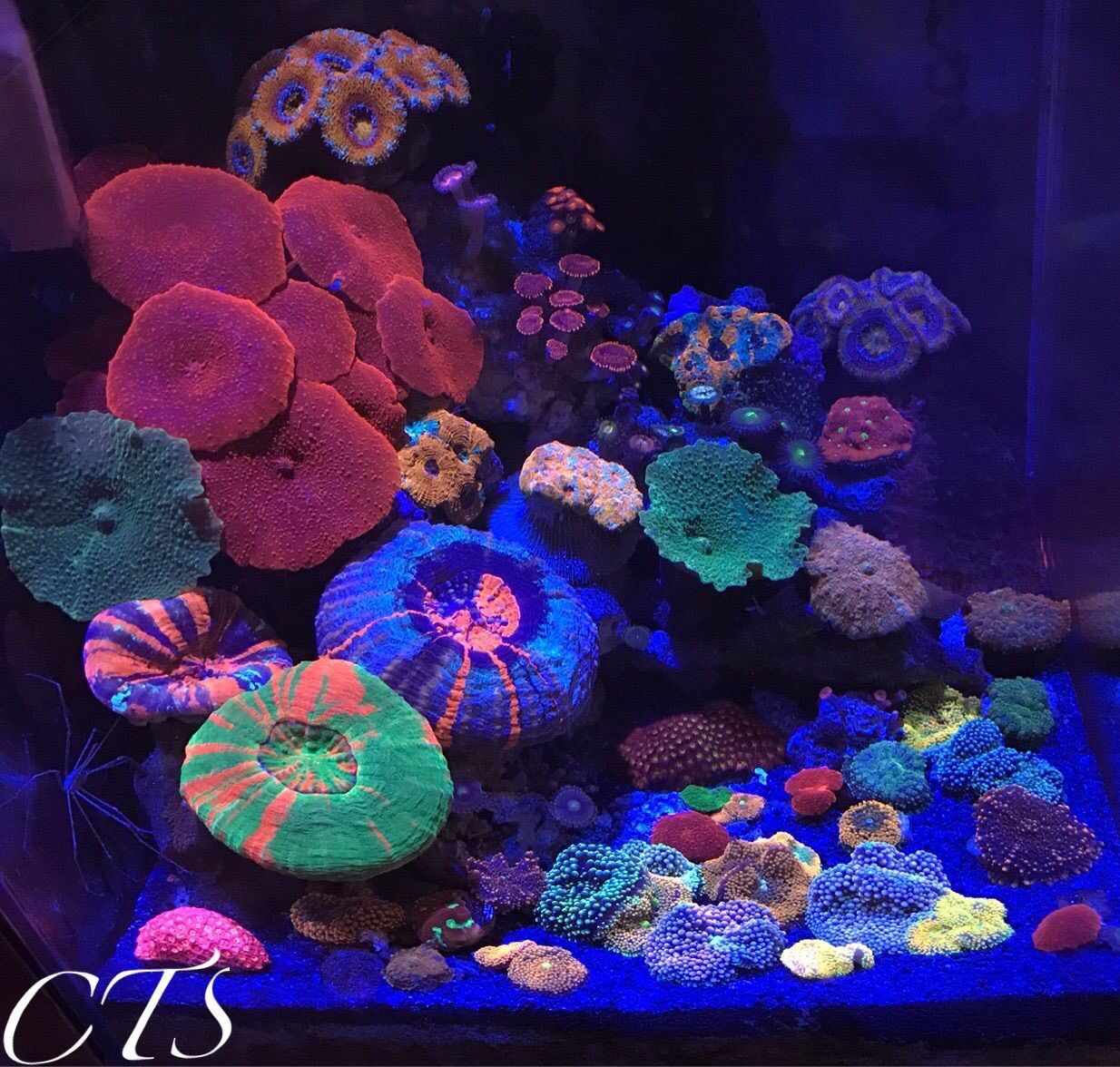 金曜 土曜日は営業時間延長します アクアリウムショップ Create The Sea