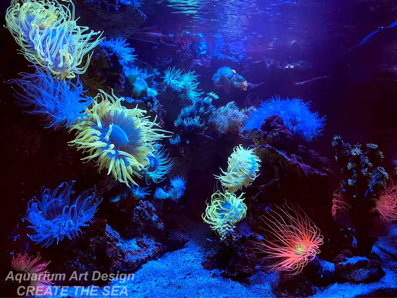 ウチウラタコアシサンゴ アクアリウムショップ Create The Sea