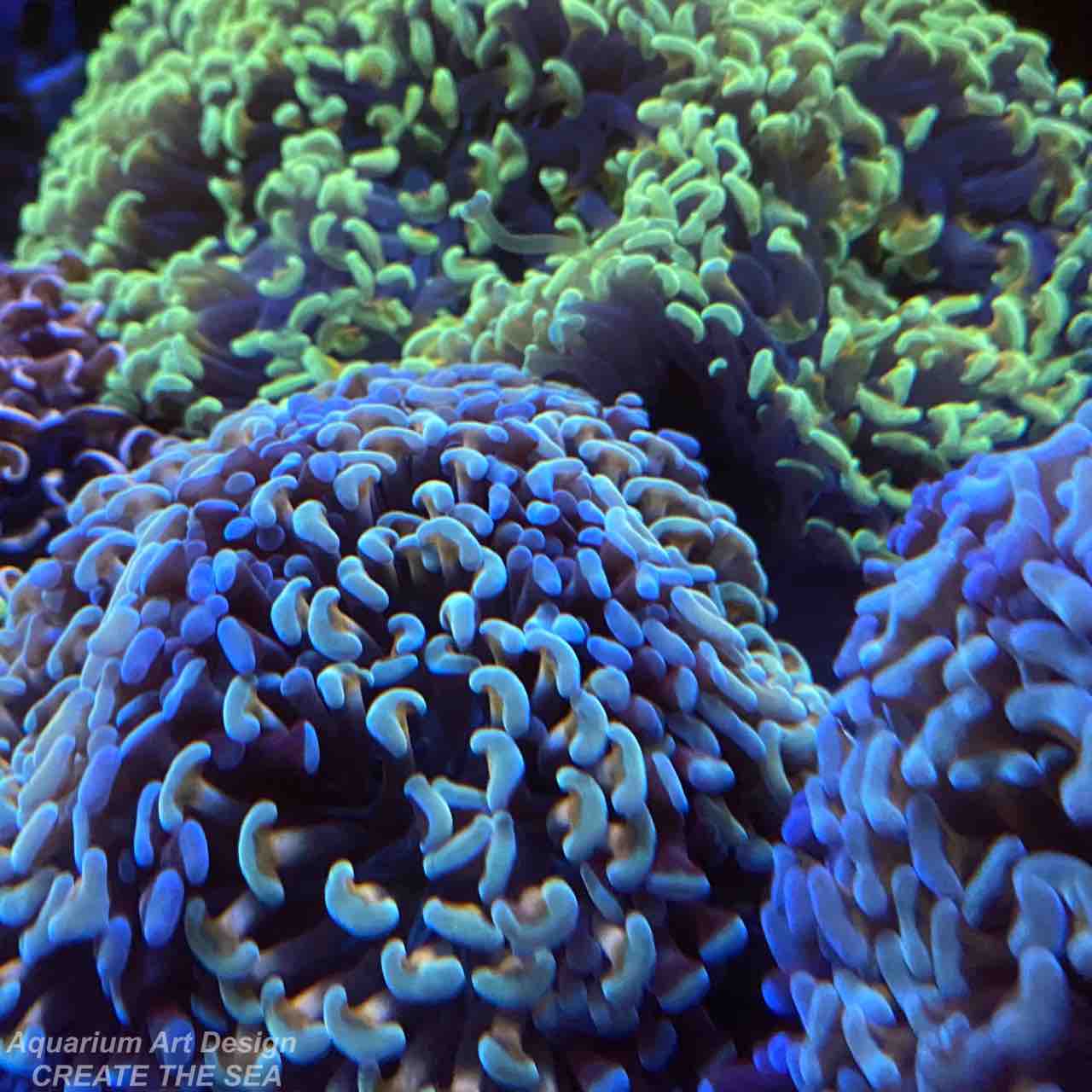 ナガレハナサンゴ : アクアリウムショップ CREATE THE SEA