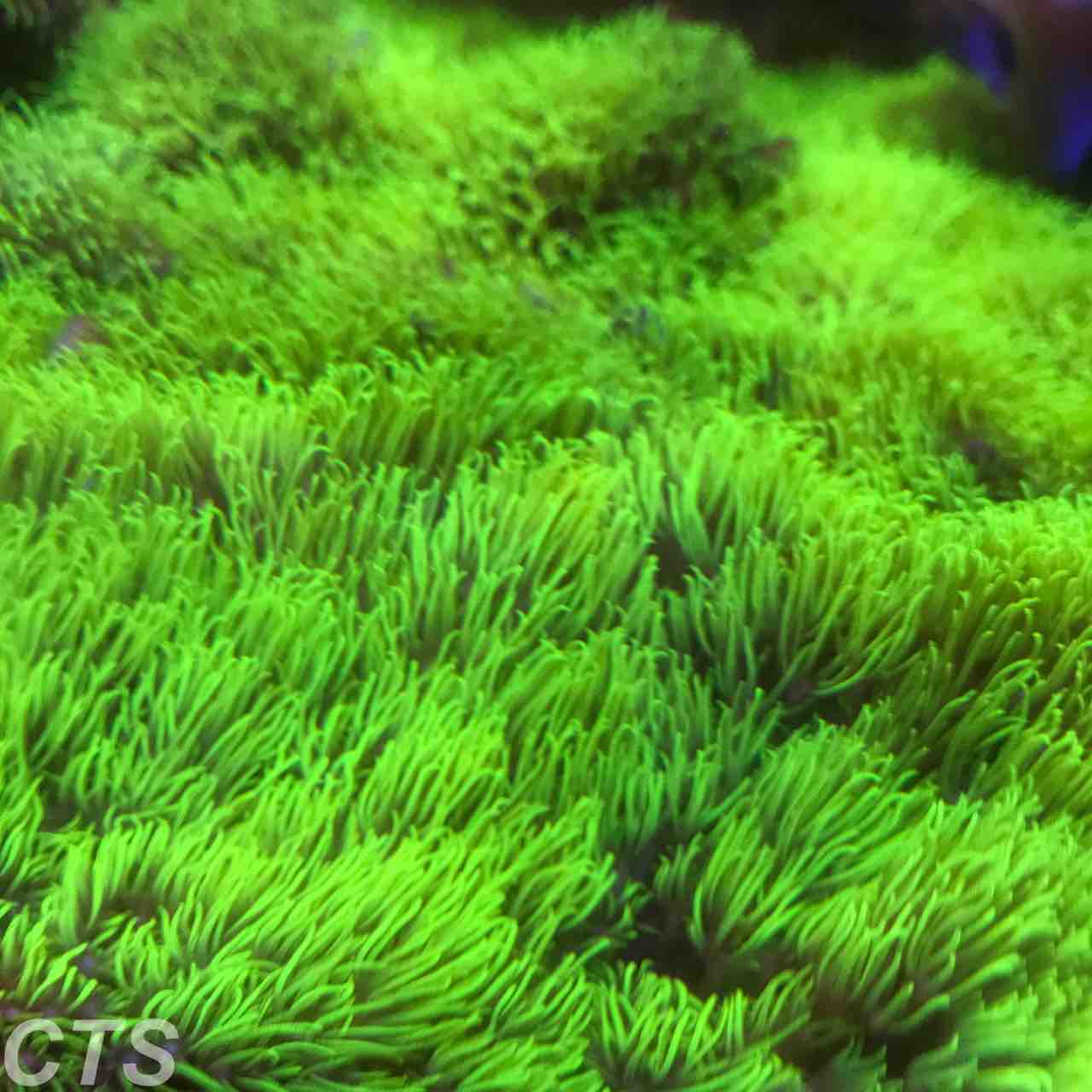 海の輝く芝生 アクアリウムショップ Create The Sea