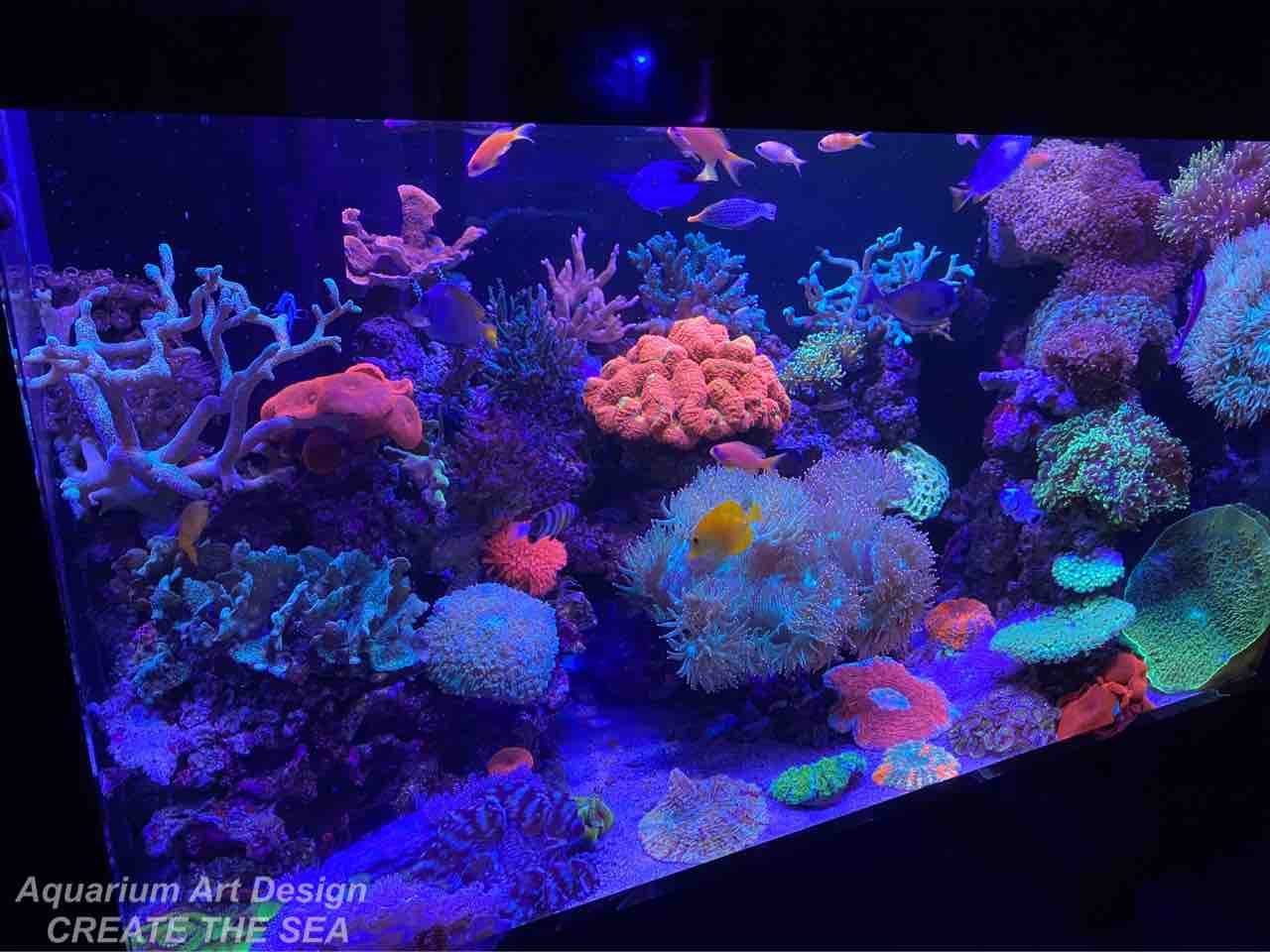おしゃれインテリアに 初心者でも簡単に始められるアクアリウム アクアリウムショップ Create The Sea おしゃれインテリアに 初心者でも簡単に始められるアクアリウム アクアリウムショップ Create The Sea