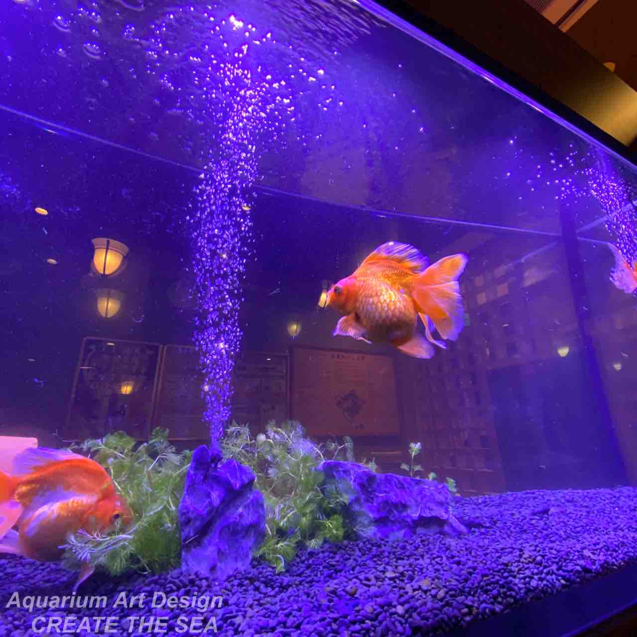 鶴見緑地湯元水春 アクアリウムショップ Create The Sea 鶴見緑地湯元水春 アクアリウムショップ Create The Sea