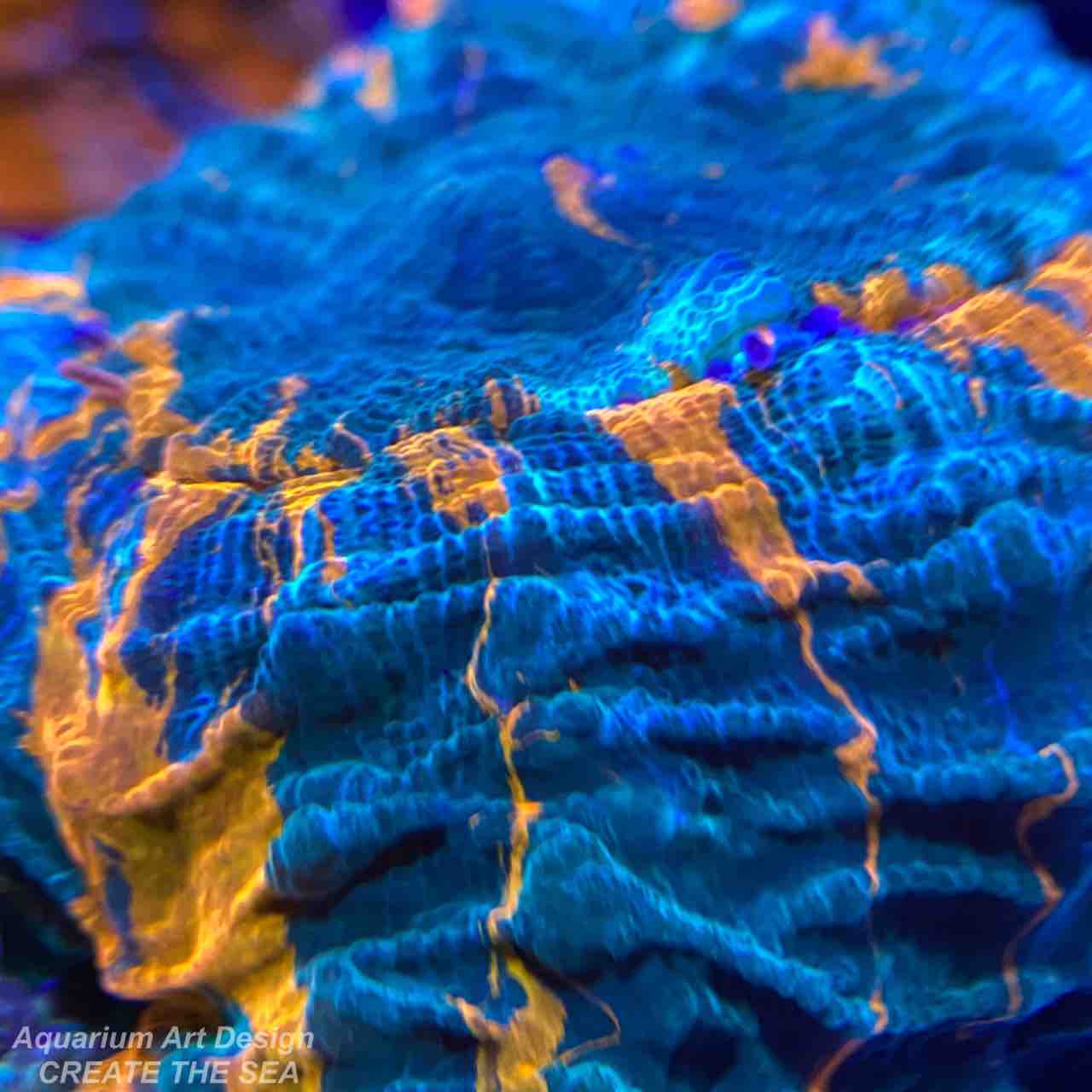 アザミハナガタサンゴ : アクアリウムショップ CREATE THE SEA