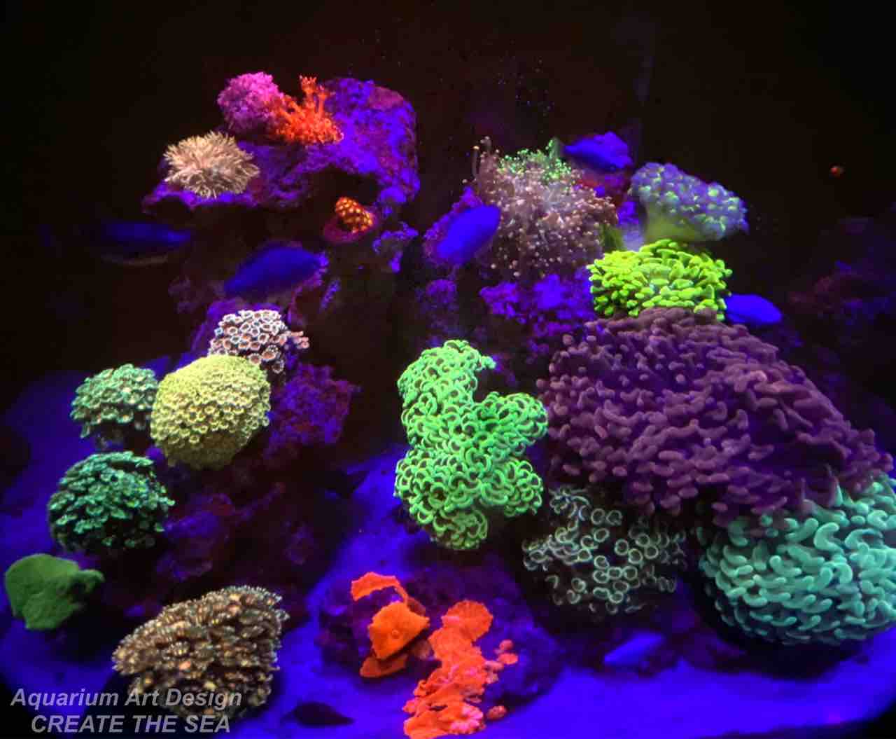 水槽メンテナンス アクアリウムショップ Create The Sea