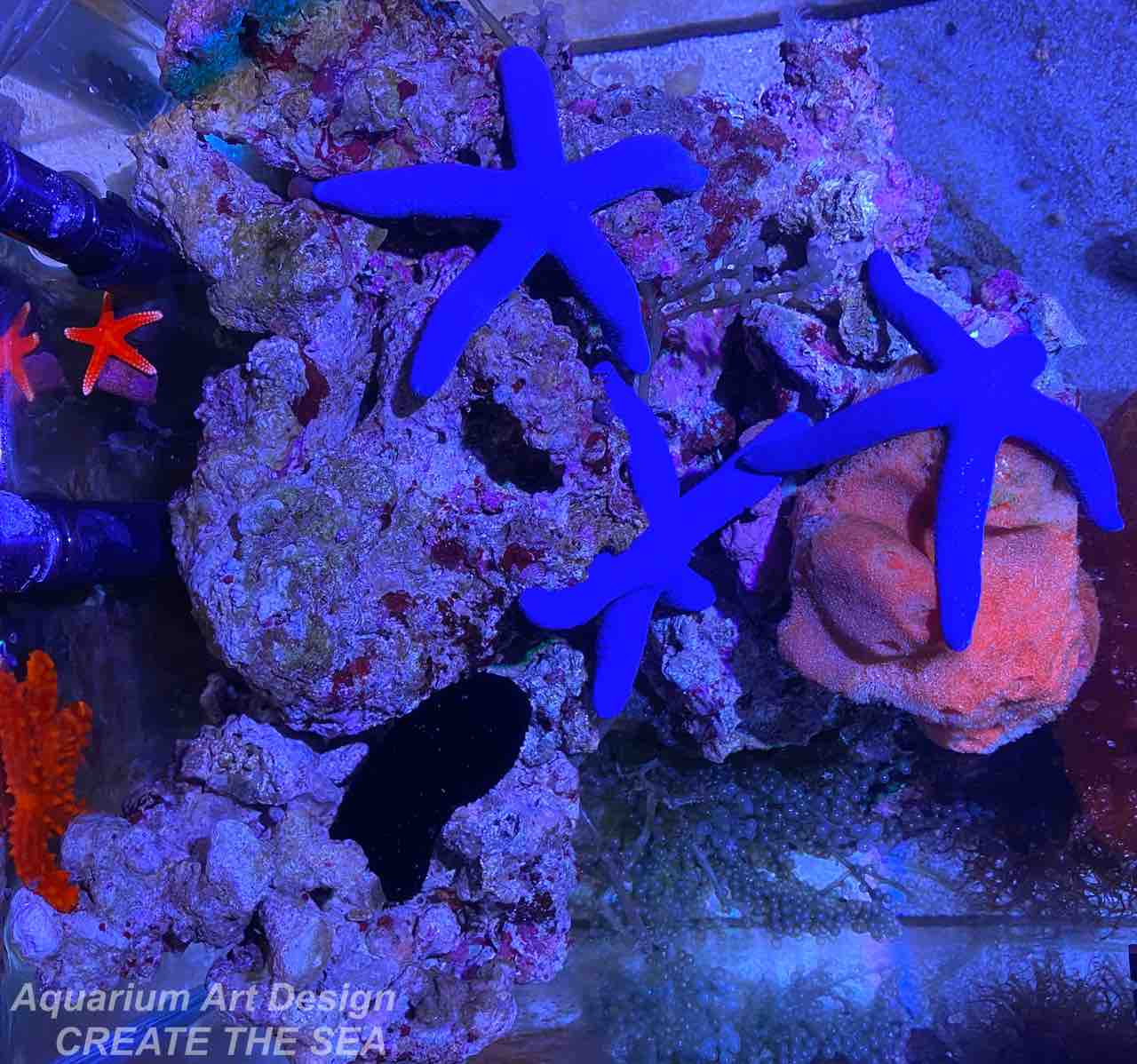 アオヒトデ アクアリウムショップ Create The Sea