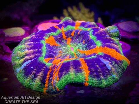 スコリミア : アクアリウムショップ CREATE THE SEA