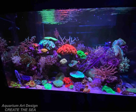 水槽レイアウト アクアリウムショップ Create The Sea