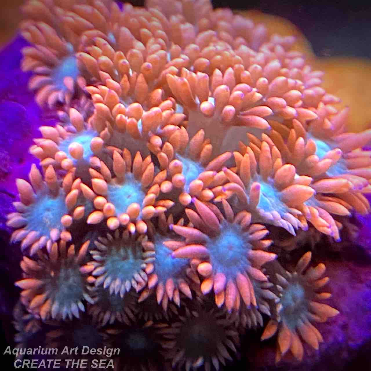 ハナガササンゴ アクアリウムショップ Create The Sea ハナガササンゴ アクアリウムショップ Create The Sea