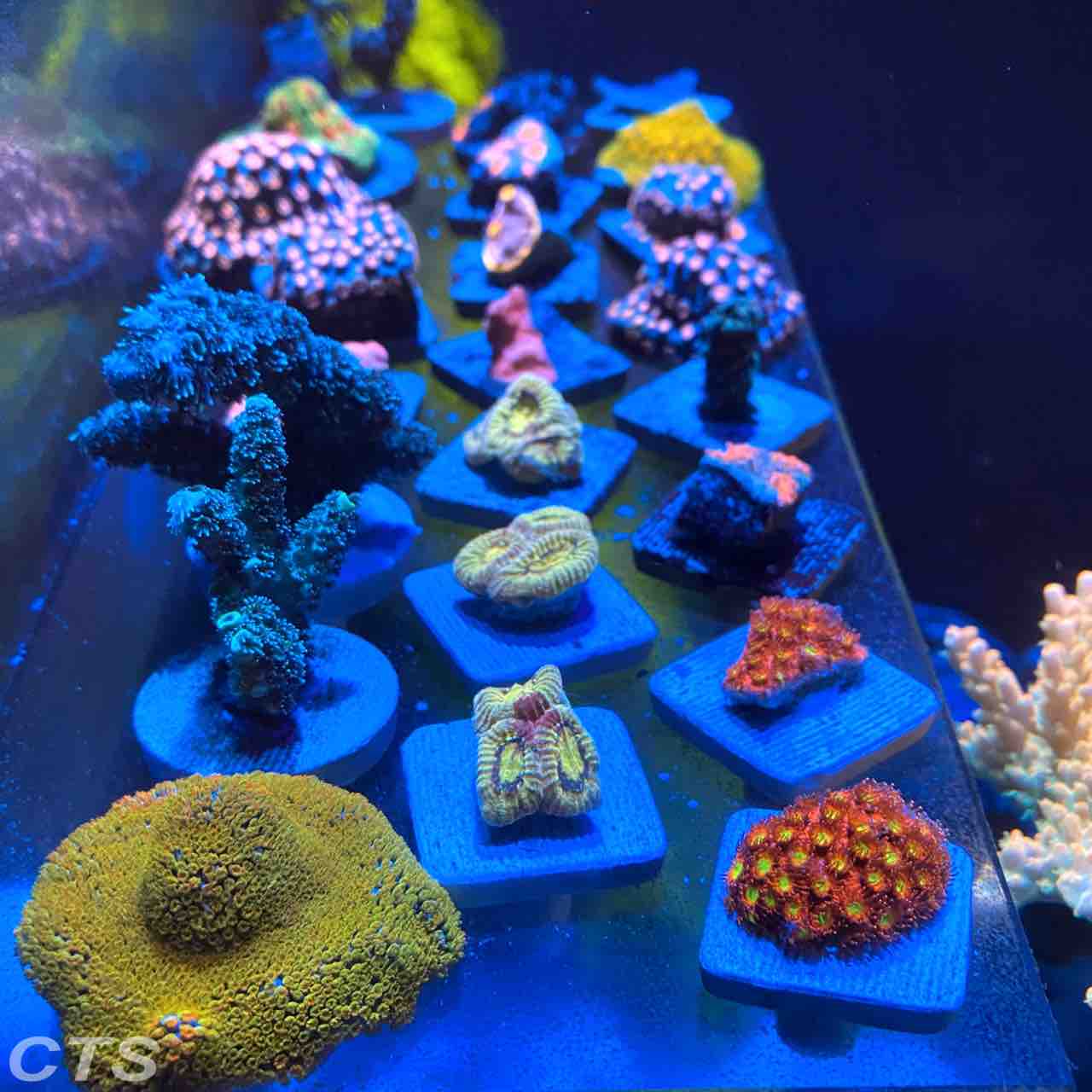 月末に向けて入荷ラッシュです アクアリウムショップ Create The Sea