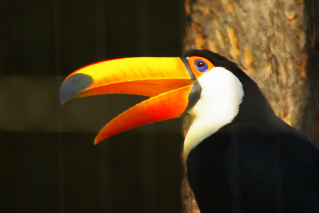 南の国の鳥 Bird Of Southern Land 光の一枚 Picture Of Light