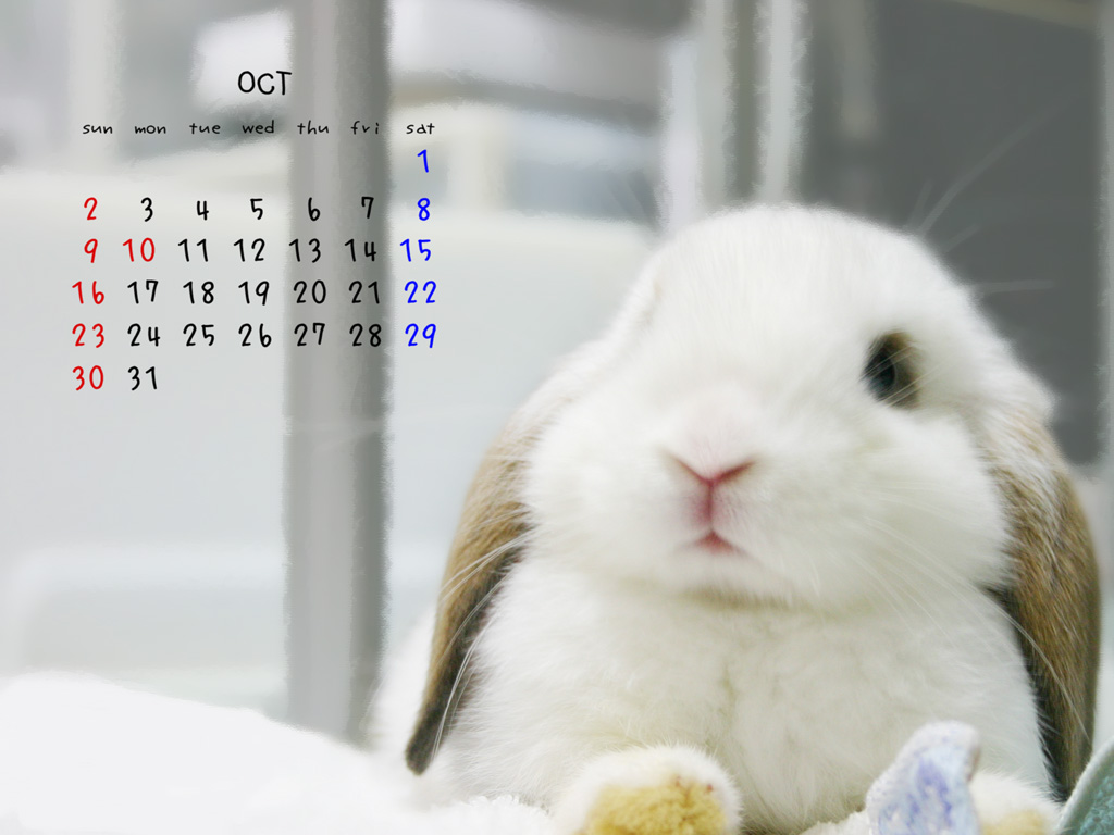 かれんだー むぅとメメの毎日 かれんだー むぅとメメの毎日